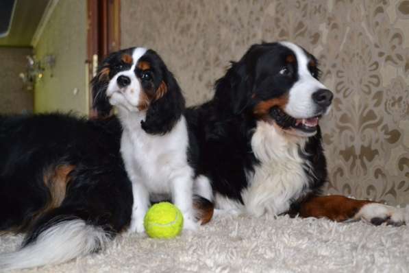 Щенки бернского зенненхунда из питомника в Москве фото 33
