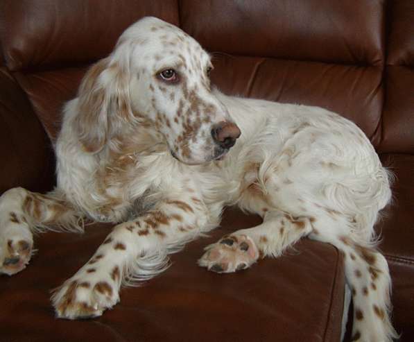 Английский сеттер щенки из элитного питомника в Москве фото 120