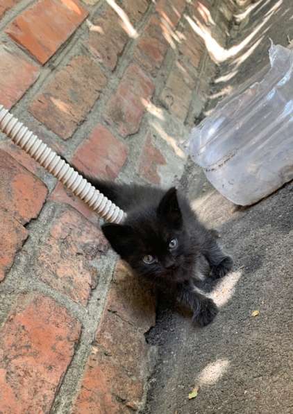 Котята в добрые руки в Ростове-на-Дону фото 4