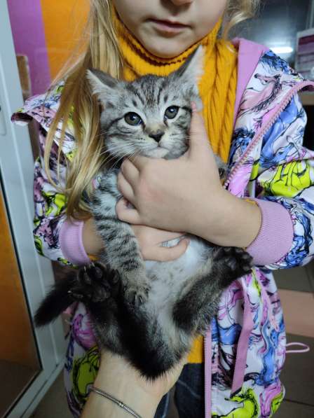 Котята ищут дом в Дзержинском