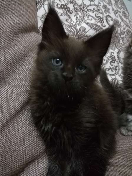 Котята породы Мейн-кун в Саратове фото 7