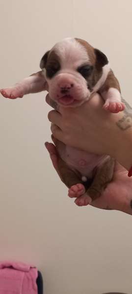 Шикарный рыжий мальчик аст резерв ркф в Москве фото 6