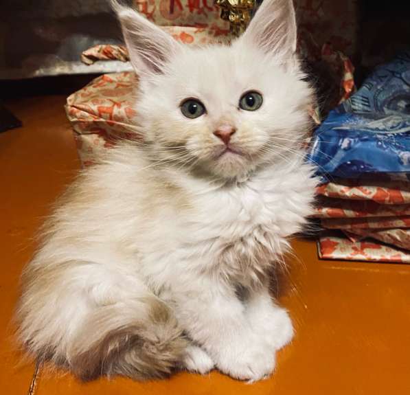 Котята Мейн-кун в Рубцовске фото 10