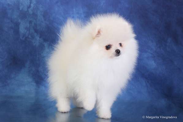 Девочка померанский шпиц шоу класс в Санкт-Петербурге фото 7