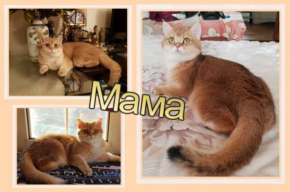 Британские золотые шиншиллы в Подольске фото 8