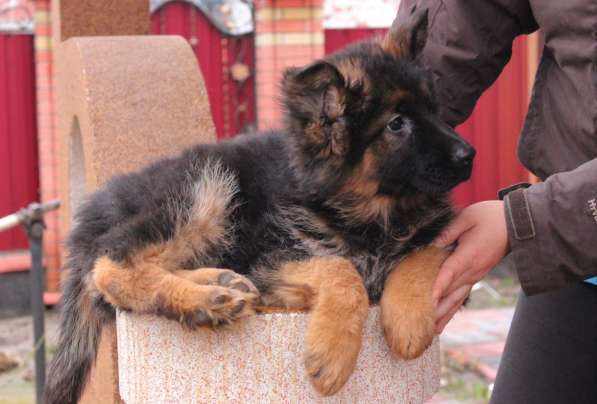 Щенки овчарки Питомник в фото 22