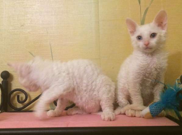 Белые овечки) Неаллеренные кудрявые котята) в Москве