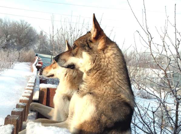 Чехословацкая волчья собака – щенки 4 месяца в Москве фото 6