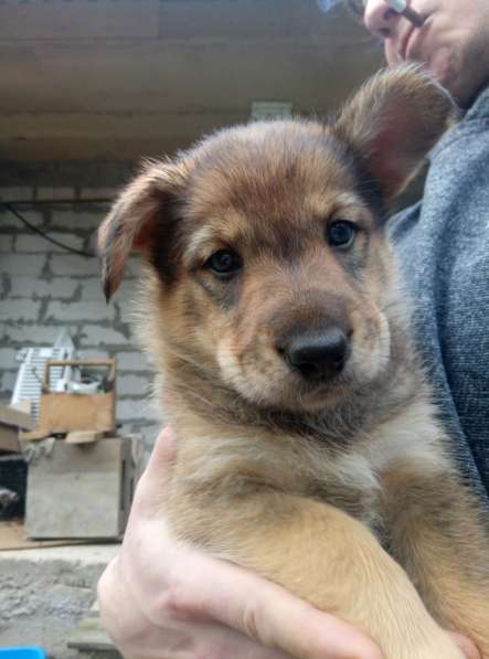 Замечательные щенки в добрые руки в Химках фото 15