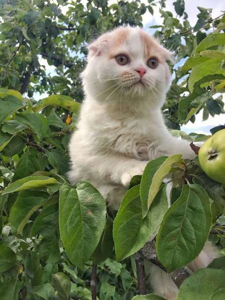 Шотландские котятки в Владимире фото 6