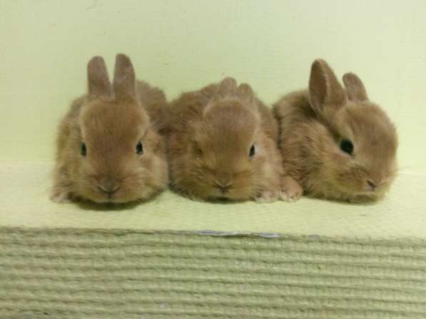 Крольчата-милашки в Чебоксарах
