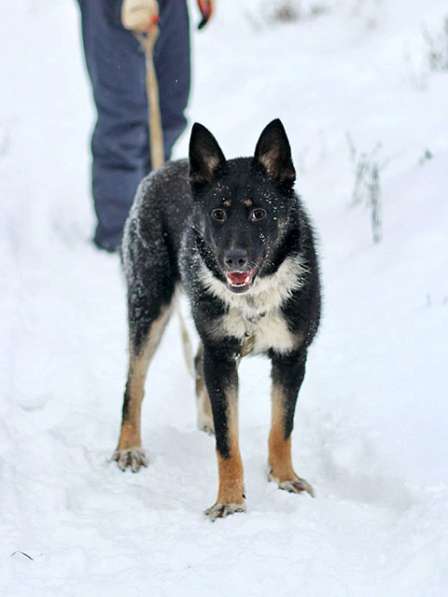 Самый лучший компаньон, молодая собака Бэлла в добрые руки в Москве фото 7