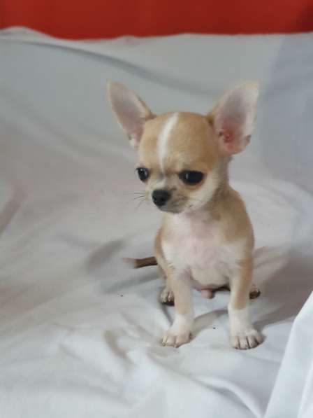 Chihuahua. Mini boy. Red sable в 
