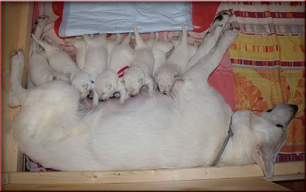 Отличные щенки белой швейцарской овчарки в Москве фото 8