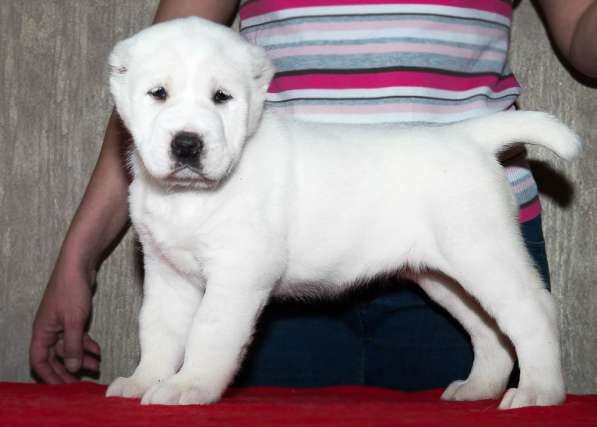 Девочка алабай от Грандчемпионов в Новосибирске фото 19