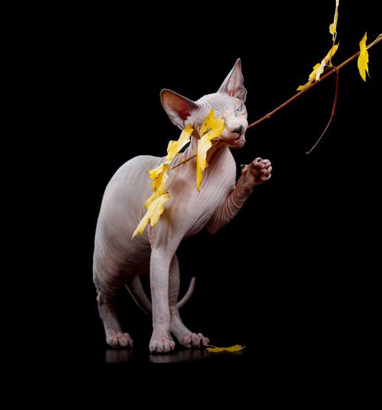 Марта биколорка в Москве фото 3