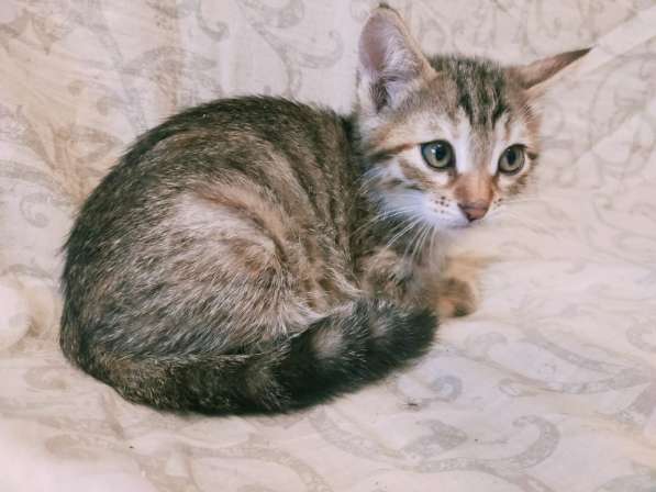 Котята в Волгограде фото 8