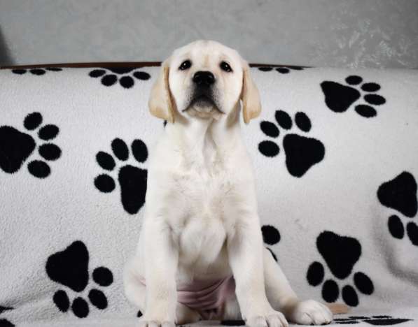 ПАТТИ ОСЕННЯЯ СКАЗКА в Москве фото 8