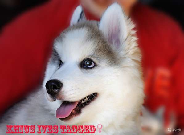 Щенки хаски в Санкт-Петербурге фото 13