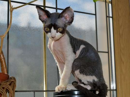 Девон-рекс. Котик в Москве фото 6