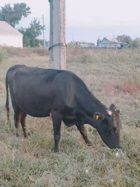 Продам корову в фото 3