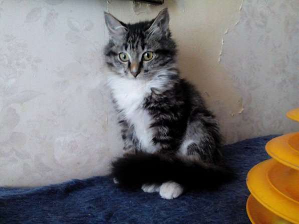 Пушистый котенок в Комсомольске-на-Амуре фото 5