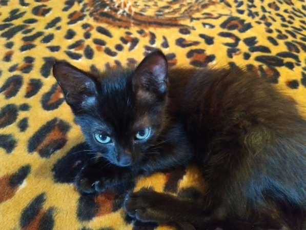 Котенок черный (метис Бомбейской кошки) в фото 17
