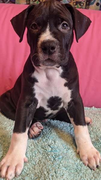 Американский стаффордширский терьер Мальчик Купирован в Москве фото 7