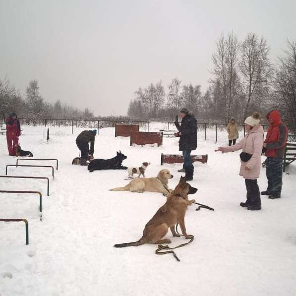 Дрессировка собак на площадке в Москве фото 5
