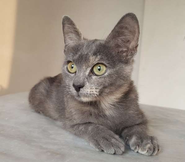 Котенок в добрые руки в Москве фото 10