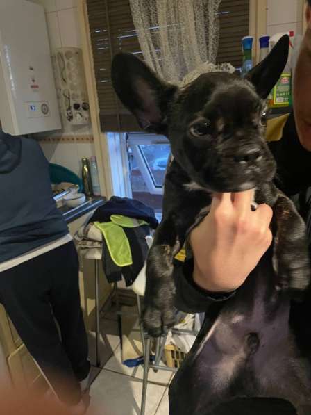 Selling a French bulldog puppy, 3 months old, male. I also h в фото 3