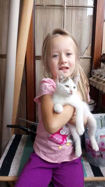 Милый котик в Добрые руки в Подольске фото 3