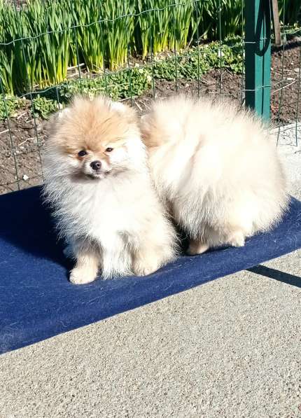 Щенки шпиц в Калининграде фото 10