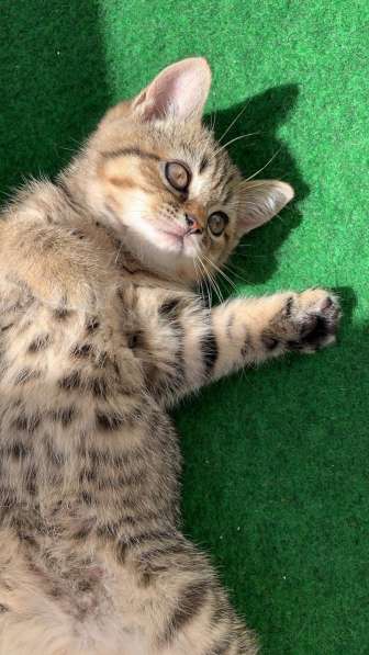 Котята британские в фото 12