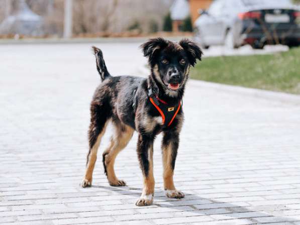 Барни, милый, ласковый,мегаобаятельный щеночек в добрые руки в Москве фото 4