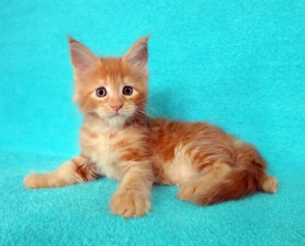 Апельсинки к Новому Году в Рязани фото 26