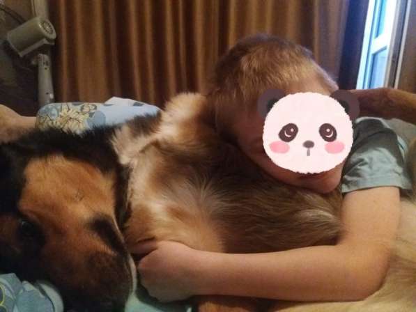 Метис овчарки Рекс ищет дом в Москве фото 8