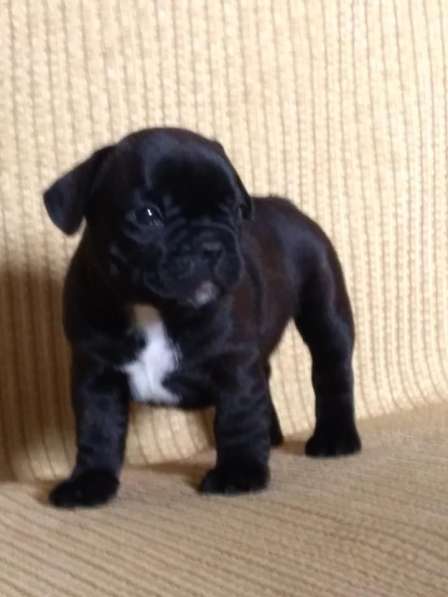 Французские булечки в Кирове фото 9