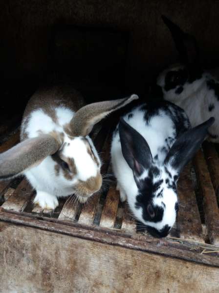 Кролики для разведения в Гатчине фото 3