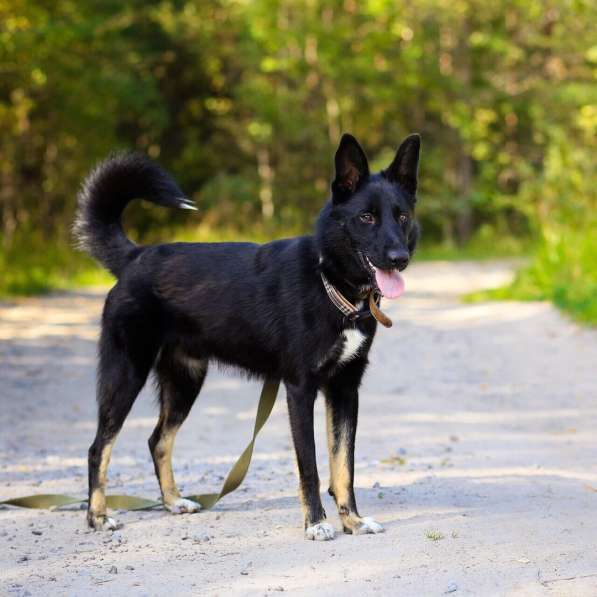 Черный изящный пёс-красавчик в Санкт-Петербурге фото 13