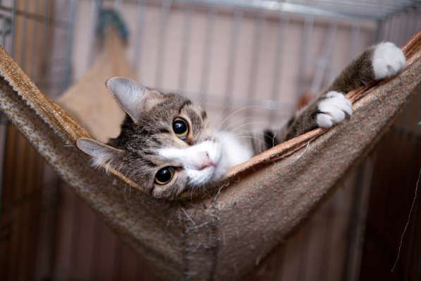 Ласковая Лада с радостью станет любимицей в Москве фото 3