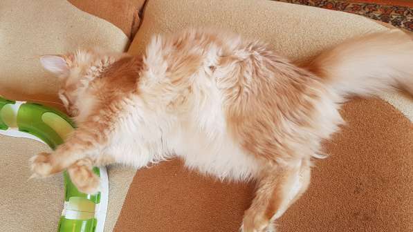 Продаётся красная на серебре кошечка мейн кун