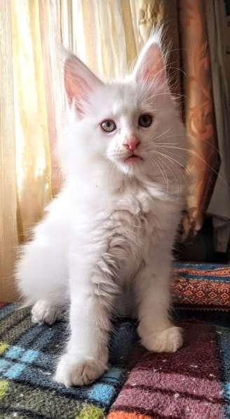 Мейн Кун котята из Московского питомника