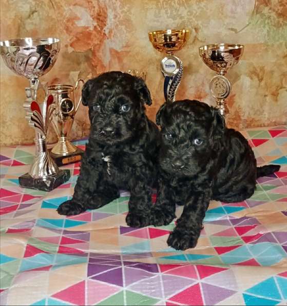 Щенки Керри Блю Терьера