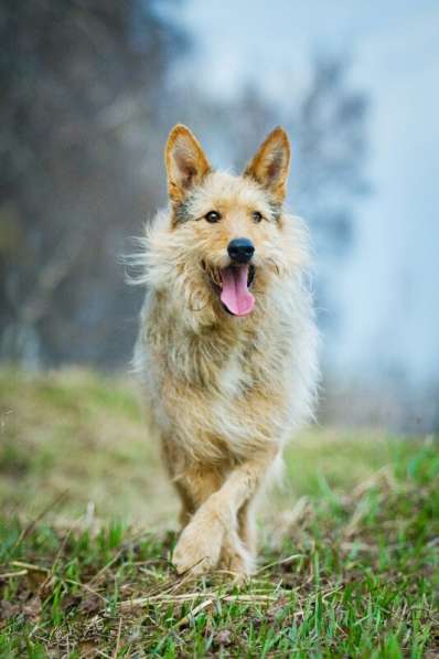 Трогательный Чарлик ищет дом в Москве фото 48