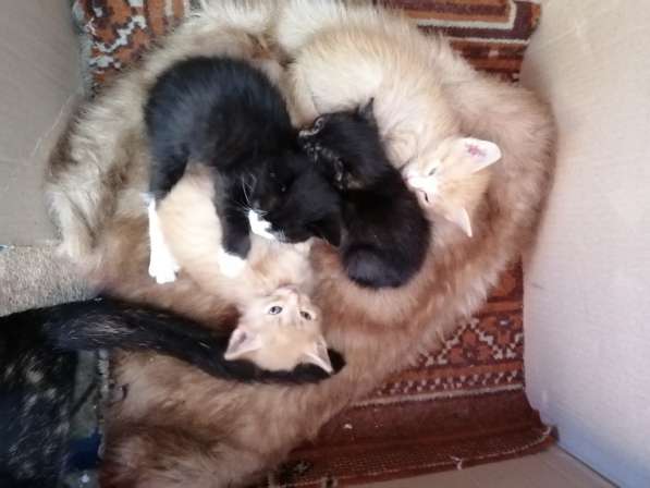 Котёнок в Красноярске фото 8