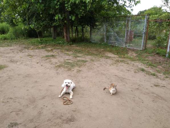 Дрессировка собак в Белореченске фото 10