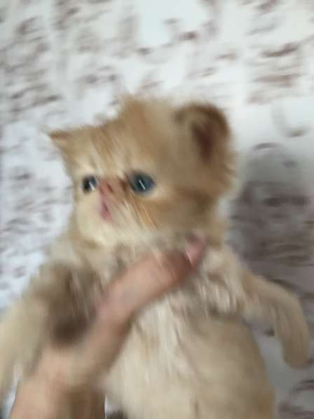 Экзотические плюшевые котята в Каменске-Уральском фото 7