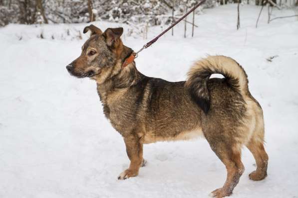 Собака в хорошие руки в Санкт-Петербурге фото 4