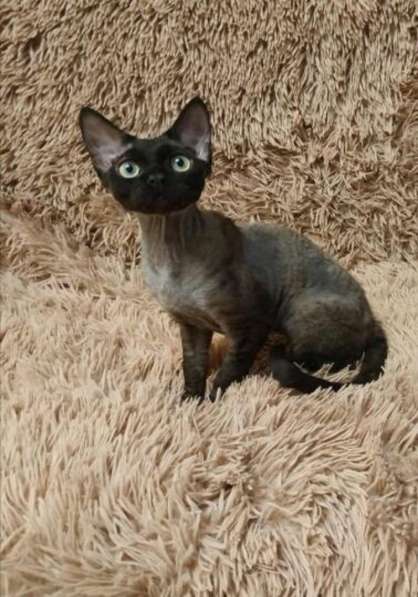 Кудрявые эльфы, каракулевые, элитные котята Девон-Рекс в Санкт-Петербурге фото 15